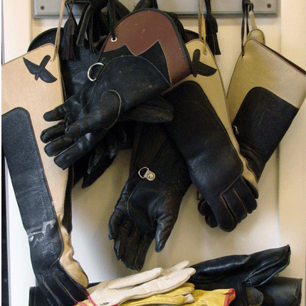 Falconry Gloves